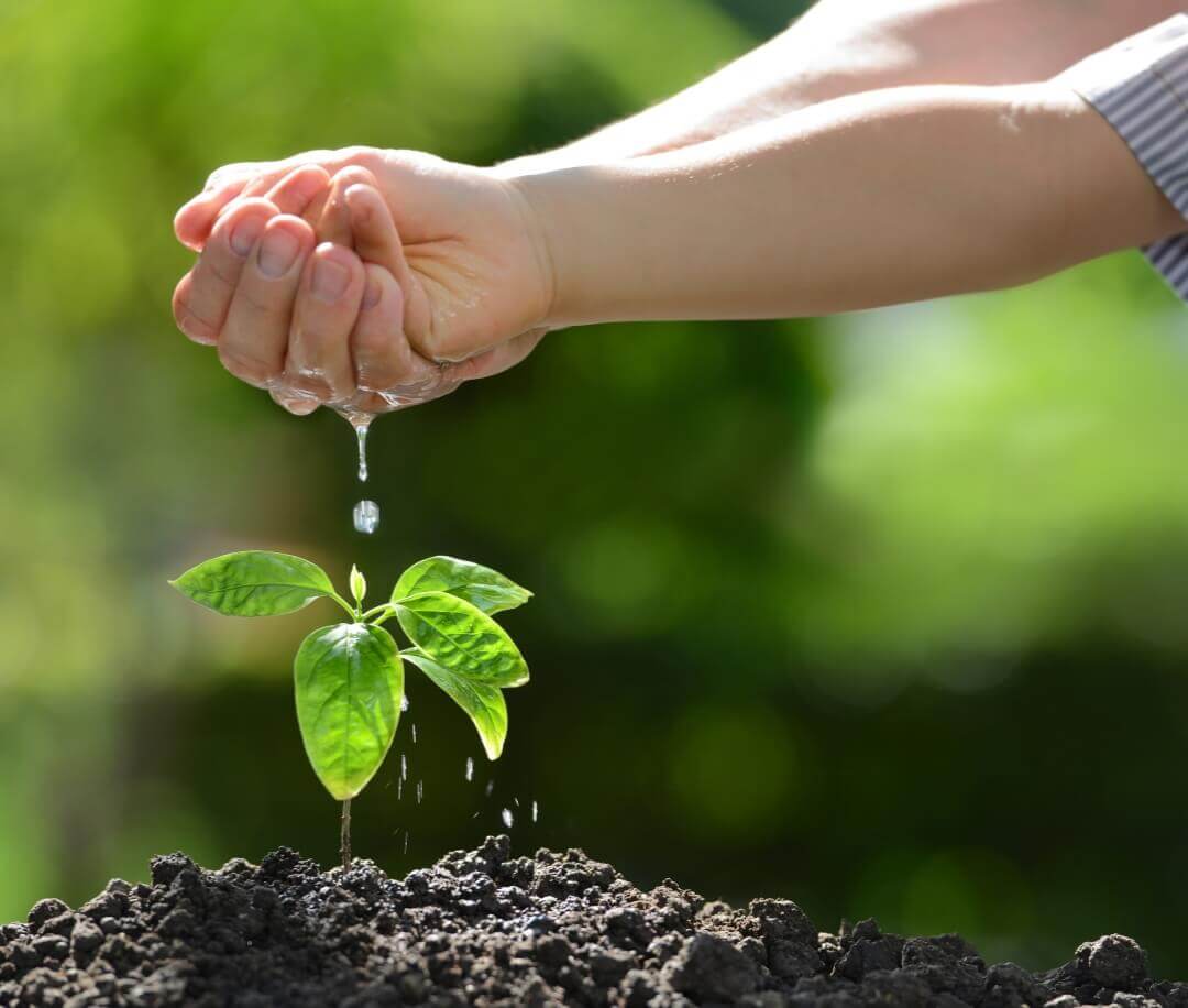 Initiative seed in field