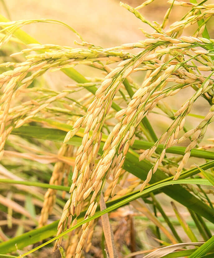 Average precooked length ~ Min 7.4 mm<br>
Average post cooked length ~ Min 14.8 mm  