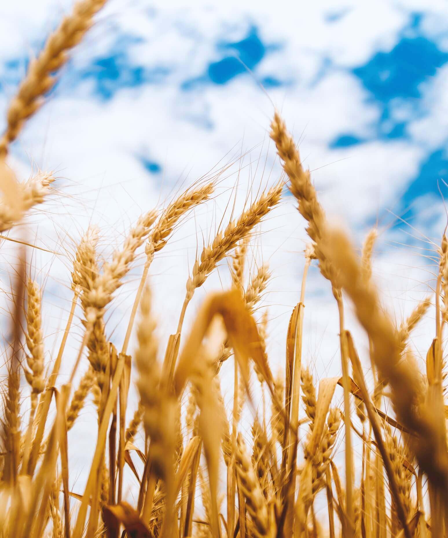 Average pre cooked length ~ Min 8.4 mm<br>
Average post cooked length ~ Min 22 mm <br>
Less post cooking breakage 