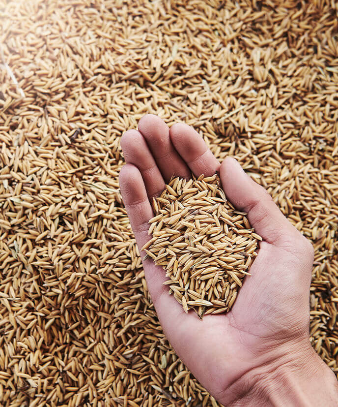 Average precooked length ~ Min 8.4 mm<br>   
Average post cooked length ~ Min 22 mm<br>
More post cooking breakages 