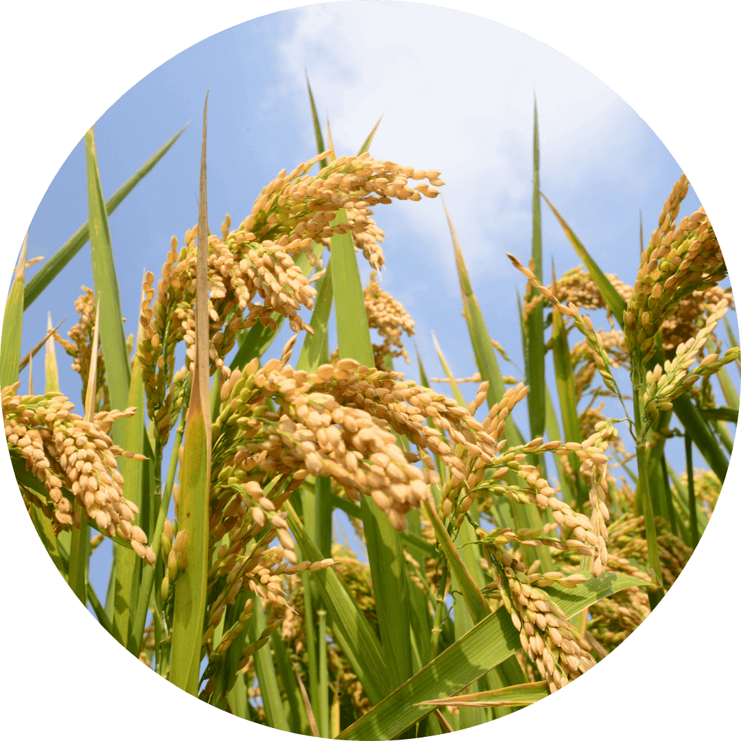 Basmati rice production