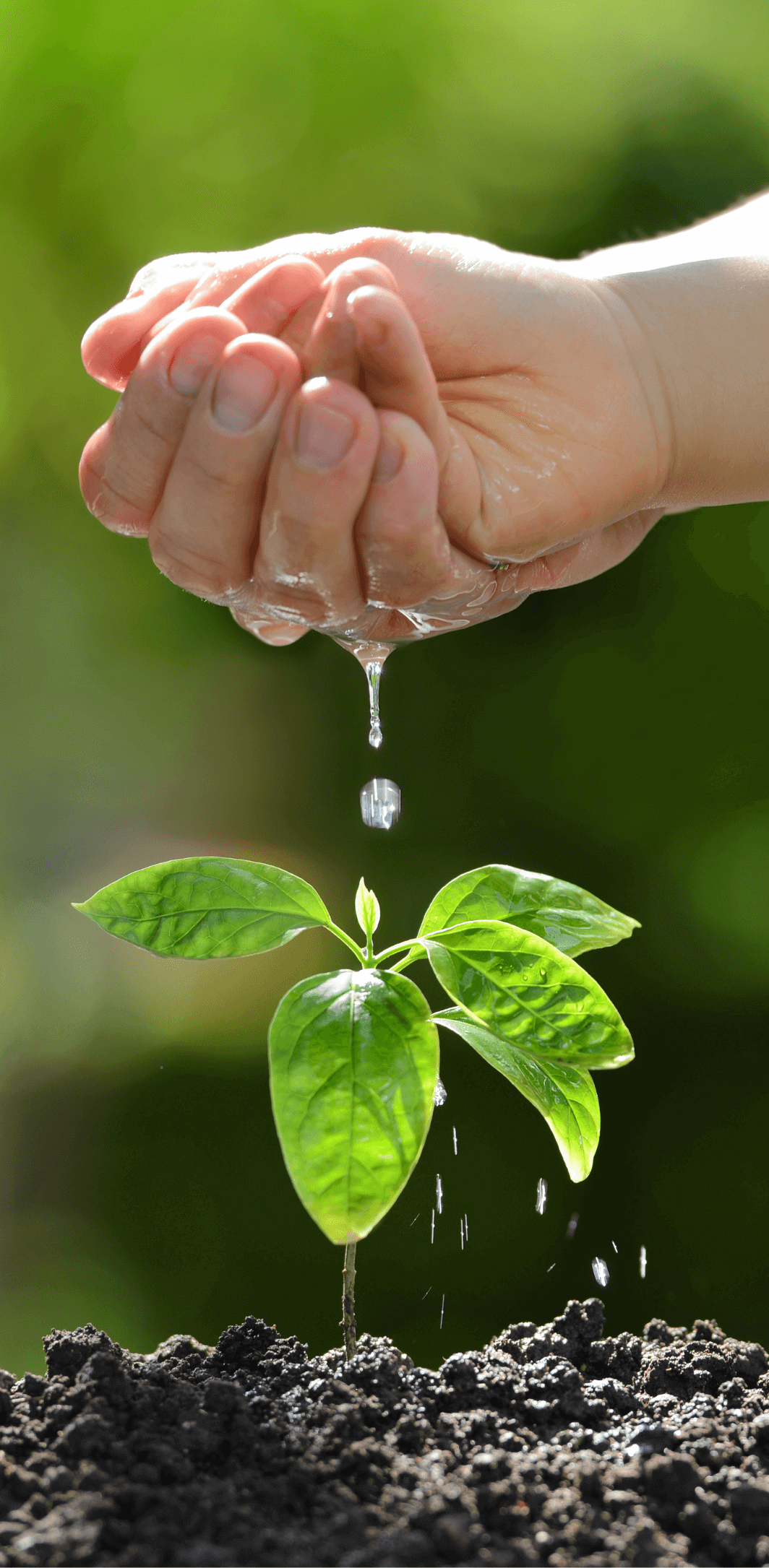 Initiative seed in field