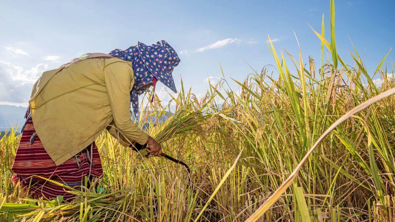journey Rice from Farm to Plate